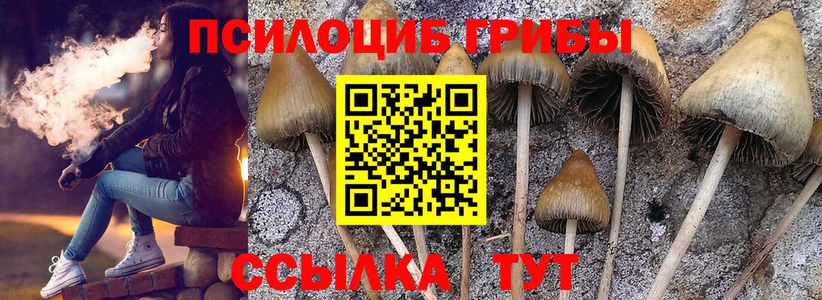 Кольчугино  закладки  Вход с VPN  Псилоцибиновые грибы Psilocybe 